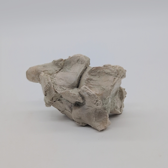 Natural Oreodont Vertebra Fossil In Stone Matrix - Picture 5 of 11